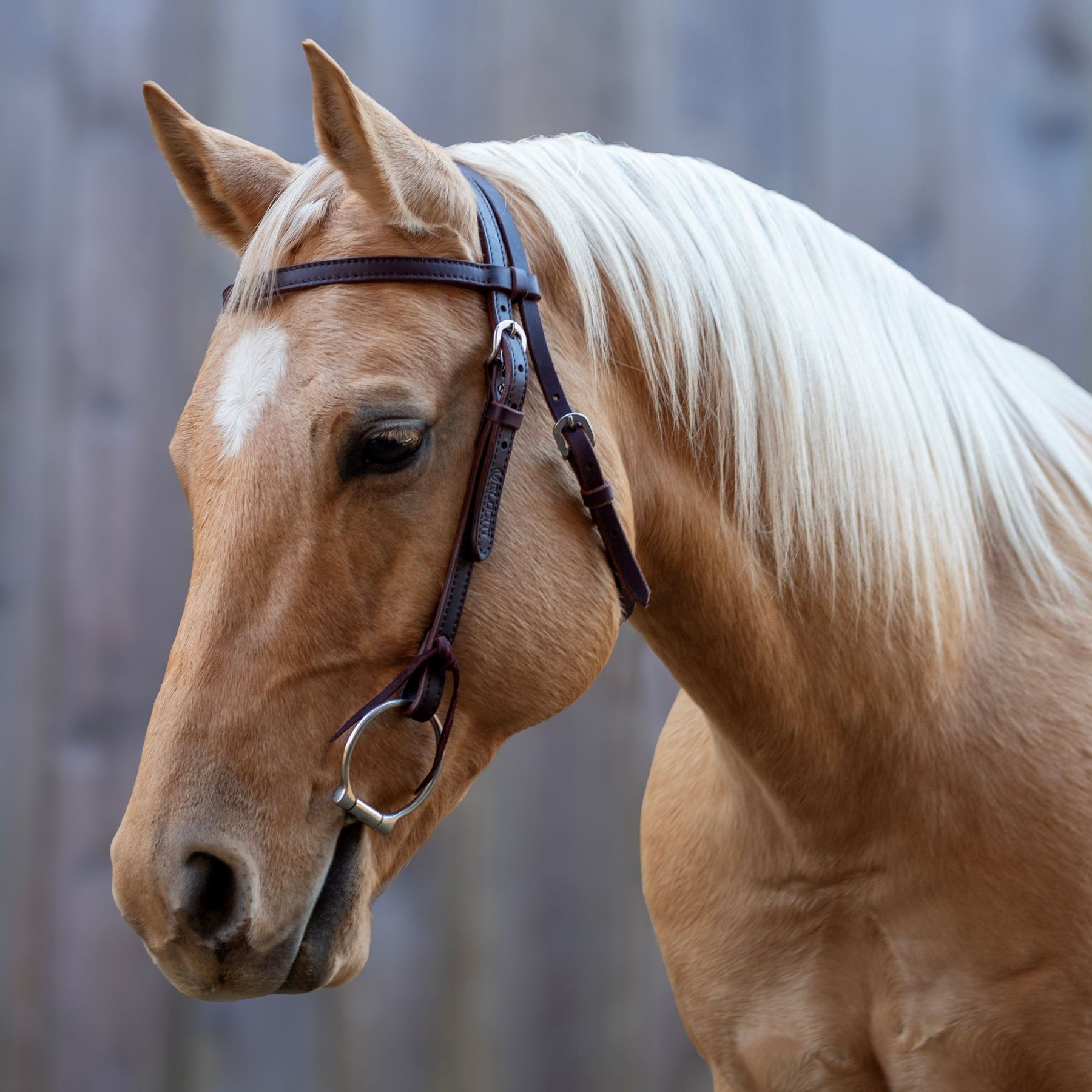 Shires Equestrian Products Velociti Horse Browband Headstall, Dark Oil, Full