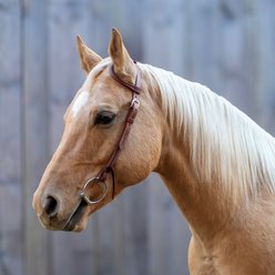 Shires Equestrian Products Velociti Rawhide Knotting Horse Browband Headstalle, Light Oil, Full