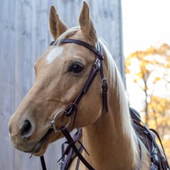 Shires Equestrian Products Velociti Horse Browband Headstall, Dark Oil, Full slide 2 of 2