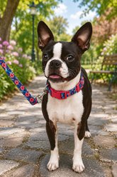 Parisian Pet Hibiscus Dog & Cat Collar, Pink, Small: 10 to 16-in neck, 5/8-in wide slide 2 of 4