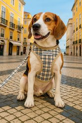 Parisian Pet Freedom Adjustable Dog Harness, Khaki Plaid, Small: 10 to 12-in chest slide 2 of 4