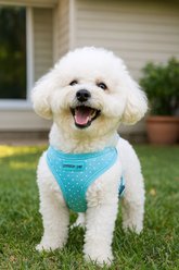 Parisian Pet Freedom Adjustable Dog Harness, Polka Dot, Small: 10 to 12-in chest slide 2 of 4