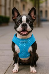 Parisian Pet Freedom Adjustable Dog Harness, Polka Dot, Large: 17 to 22-in chest slide 2 of 4