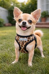 Parisian Pet Freedom Adjustable Dog Harness, Leopard, Small: 10 to 12-in chest slide 2 of 4