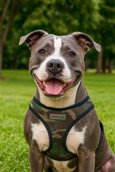 Parisian Pet Freedom Adjustable Dog Harness, Camo, X-Large: 18 to 25-in chest slide 2 of 4