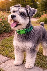 Parisian Pet Scottish Plaid Dog & Cat Collar, Green & Blue, Large: 18 to 26-in neck, 1-in wide slide 2 of 4