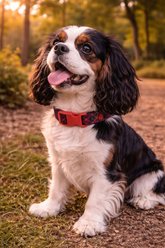 Parisian Pet Scottish Plaid Dog & Cat Collar, Red & Blue, Small: 10 to 16-in neck, 5/8-in wide slide 2 of 4