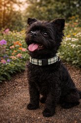 Parisian Pet Scottish Plaid Dog & Cat Leash, Khaki, 4-ft long, 0.75-in wide slide 2 of 4