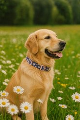 Parisian Pet Midnight Blossoms Dog & Cat Collar, Large: 18 to 26-in neck, 1-in wide slide 2 of 4