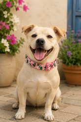 Parisian Pet Tropical Toucans Dog & Cat Collar, Medium: 14 to 20-in neck, 3/4-in wide slide 2 of 4