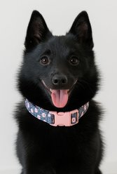 Parisian Pet Midnight Blossoms Dog & Cat Collar, Medium: 14 to 20-in neck, 3/4-in wide slide 2 of 4