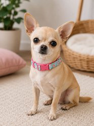 Parisian Pet Spring Blossoms Dog & Cat Collar, Medium: 14 to 20-in neck, 3/4-in wide slide 2 of 4
