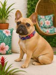 Parisian Pet Hibiscus Dog & Cat Leash, Pink, 4-ft long, 0.75-in wide slide 2 of 4