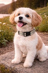 Parisian Pet Scottish Plaid Dog & Cat Collar, Khaki, Small: 10 to 16-in neck, 5/8-in wide slide 2 of 4