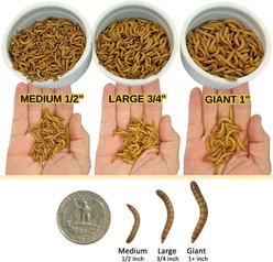 Exotic Nutrition Medium Live Mealworms Reptile Treats, 250 count slide 2 of 5
