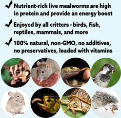 Exotic Nutrition Large Live Mealworms Reptile Treats, 3000 count slide 2 of 5