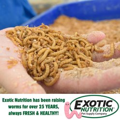 Exotic Nutrition Giant Live Mealworms Reptile Treats, 1000 count slide 2 of 5