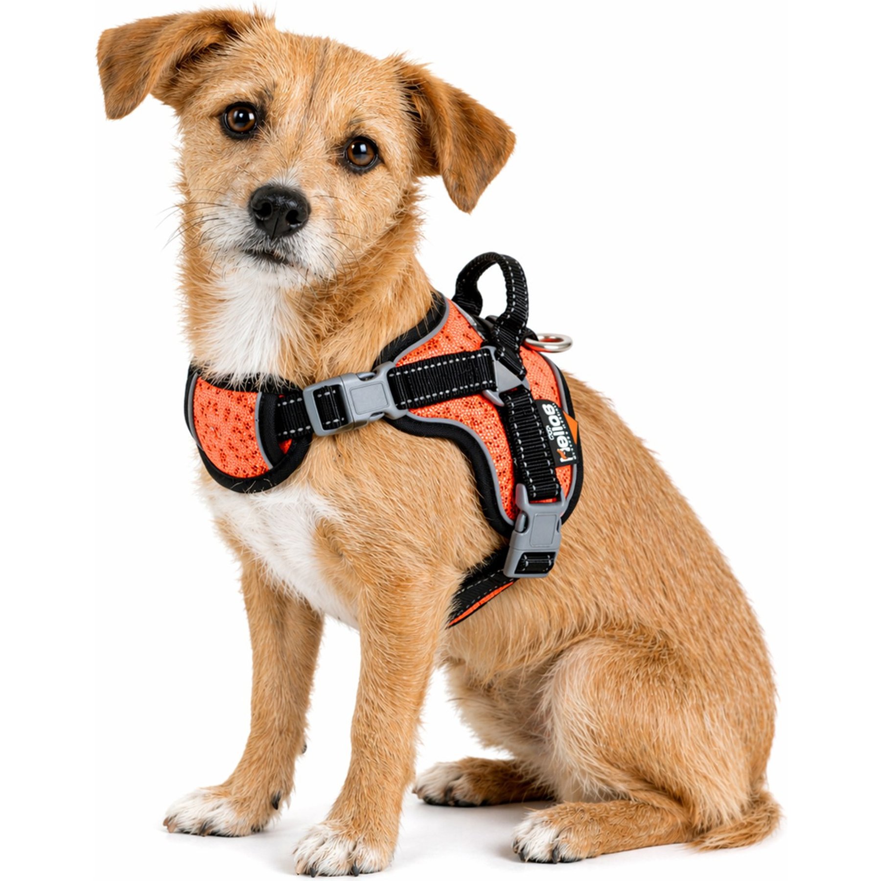Dog Helios Scorpion Sporty High-Performance Free-Range Dog Harness, Orange, Small