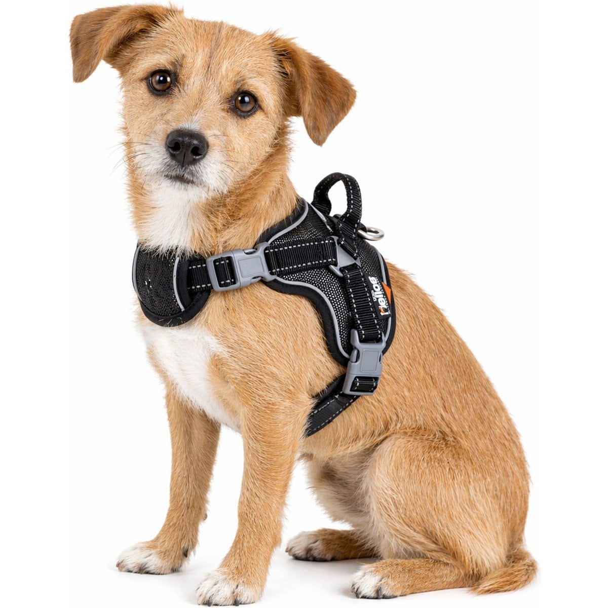 Dog Helios Scorpion Sporty High-Performance Free-Range Dog Harness, Black, Small