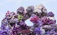 Marine Rock