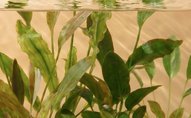 Live Plants