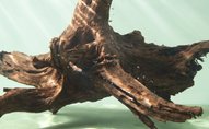 Driftwood