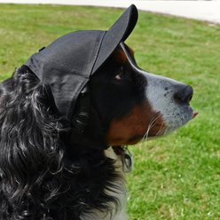 Littlearth FIFA World Cup 2026 Baseball Accessory Dog Hat, Large slide 2 of 7