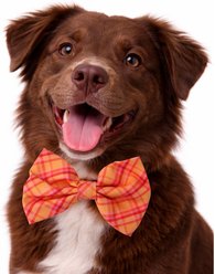 DAPPER DEXTER Plaid Accessories Dog Bow Tie, One Size, Orange slide 2 of 2