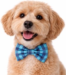 DAPPER DEXTER Plaid Accessories Dog Bow Tie, One Size, Aqua/Navy slide 2 of 2