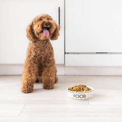 Pearhead Bistro Tile Honeycomb BPA-Free Ceramic Dog Food Bowl, White, Small: 2-cup slide 2 of 9