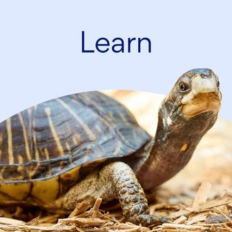 Learn