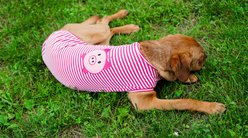 The Worthy Dog Wilbur Pig Tee Dog Shirt, Pink/White, Large slide 2 of 8