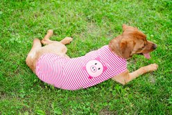 The Worthy Dog Wilbur Pig Tee Dog Shirt, Pink/White, Medium slide 2 of 8