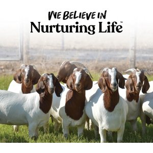 Manna Pro Diet Balancing Goat Pellet Supplement, 10-lb bag