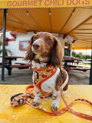 Sassy Woof Hot Dawg Dog Leash, 5-ft long, 4/5-in wide slide 2 of 7