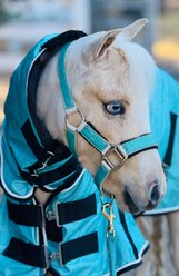 Star Point Horsemanship Glitter Sparkle Padded Stable Horse Halters, Teal Glitter, Medium-Mini: 30-34-in