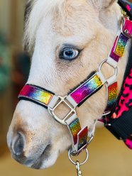 Star Point Horsemanship Glitter Sparkle Padded Stable Horse Halters, Rainbow Holographic, Medium-Mini: 30-34-in