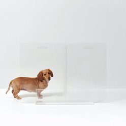 Hiddin Tall Clear View Panel Freestanding Dog Gate, 30-in