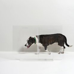 Hiddin Tall Clear View Panel Freestanding Dog Gate, 30-in slide 2 of 9