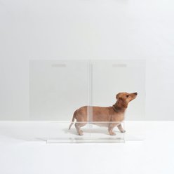 Hiddin Tall Clear View Panel Freestanding Dog Gate, 32-in