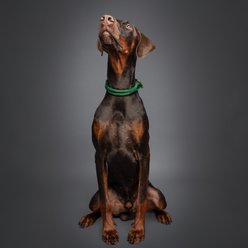 Noah & Paw Genuine Leather & Paracord Dog Collar, Dark Green, 18 to 24-in neck, 1/2-in wide slide 2 of 6
