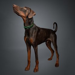 Noah & Paw Genuine Leather & Paracord Dog Collar, Dark Green, 14 to 19-in neck, 1/2-in wide slide 2 of 6