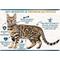 Show in main carousel: Chicken Soup for the Soul Adult Chicken & Brown Rice Recipe Dry Cat Food, 4.5-lb bag slide 6 of 12