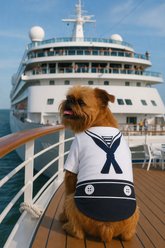 Parisian Pet Sailor Dog Shirt, XXX-Large slide 2 of 4