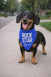 Parisian Pet Rock Star Dog Bandana, Large slide 2 of 4