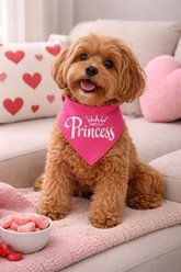 Parisian Pet Princess Dog Bandana, Large slide 2 of 4