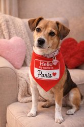 Parisian Pet Hello My Name Is Dog Bandana, Large slide 2 of 4