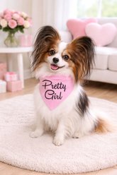 Parisian Pet Pretty Girl Dog Bandana, Small slide 2 of 4