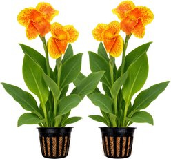 Quinn's Fins King Humbert Canna Live Pond Plant, 2 count