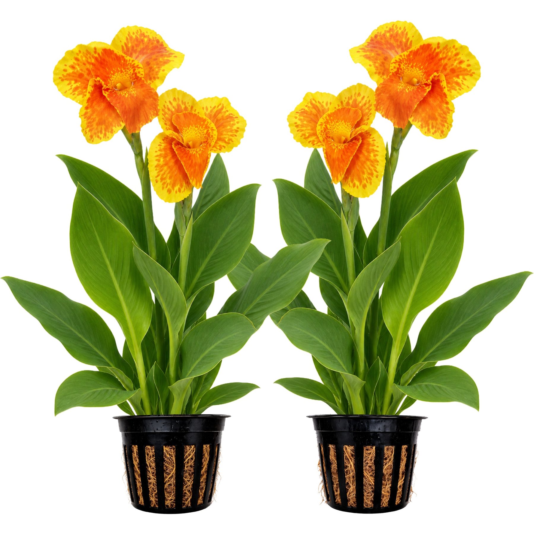 Quinn's Fins King Humbert Canna Live Pond Plant, 2 count